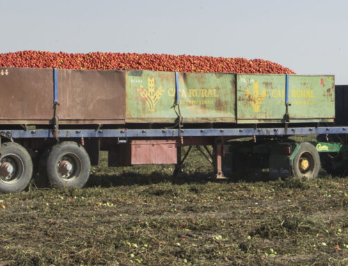 UPA-UCE pide que no se intensifiquen las inspecciones durante los picos de recolección del tomate