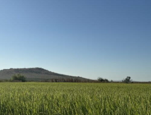 La Plataforma del Sector Arrocero de Extremadura cree que el precio del arroz debería situarse por encima de los 600 euros por tonelada para ser rentable