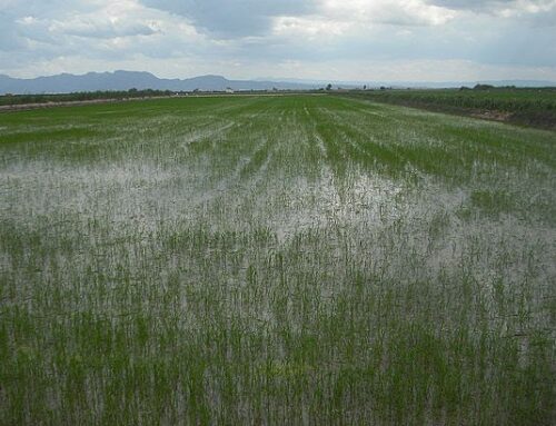 Canal de Orellana programa un nuevo corte de suministro ante la previsión de lluvias