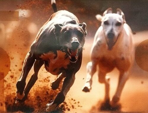 Don Benito acogerá el I Campeonato de Extremadura de Galgos en Recta con animales nacionales e internacionales