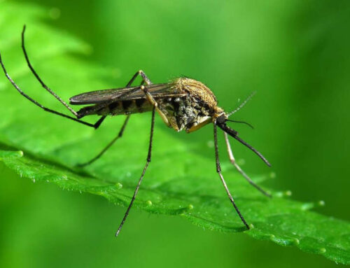 Actuaciones en Don Benito y sus entidades locales menores para combatir los mosquitos transmisores del Virus del Nilo