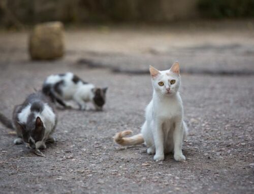 Una iniciativa de esterilización reducirá en un 70% la población felina callejera en Don Benito