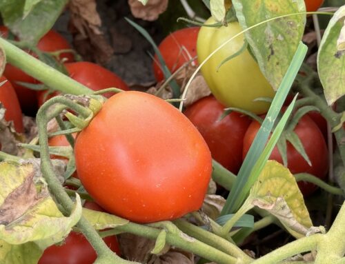 Los agricultores de Don Benito y comarca celebran la buena campaña agrícola en términos generales