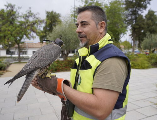 Don Benito utilizará halcones para ahuyentar a las palomas y acaba con su superpoblación