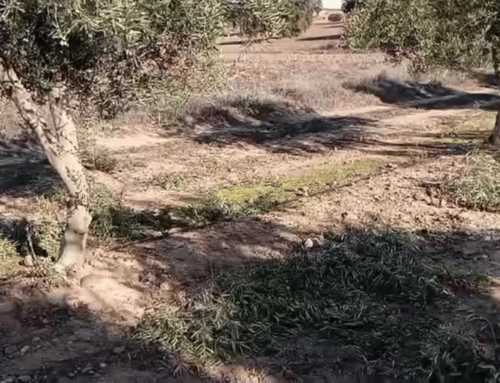 Los agricultores de Don Benito y Comarca luchan juntos contra los robos en la campaña de aceituna