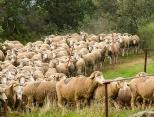 Don Benito volverá a ser capital de la Trasterminancia en la comarca