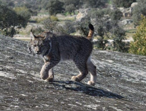 Ecologistas en Acción celebra la sentencia sobre la muerte de un lince ibérico en el término municipal de Don Benito