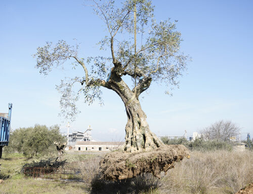 La familia García-Concellón dona 47 olivos centenarios a Don Benito