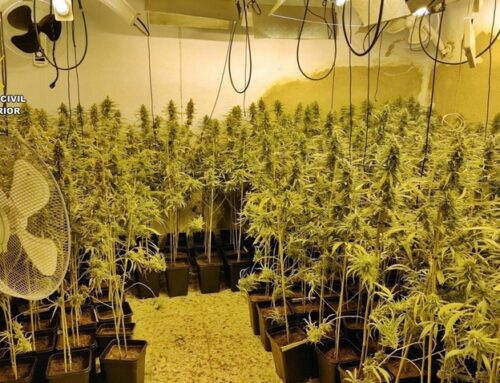 Desmantelada en Castuera una plantación de más de 500 plantas de marihuana en una vivienda